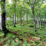 Il Glomere - Di Rora